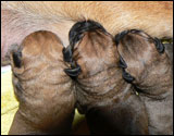 Puppies first days - Pentujen ensimmäiset päivät