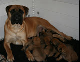 Copper with her pups